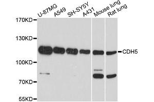 Western blot analysis of extracts of various cell lines, using CDH5 antibody (ABIN1871712) at 1:1000 dilution. (Cadherin 5 抗体)