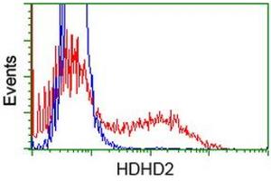 HEK293T cells transfected with either RC205967 overexpress plasmid (Red) or empty vector control plasmid (Blue) were immunostained by anti-HDHD2 antibody (ABIN2454533), and then analyzed by flow cytometry. (HDHD2 抗体)