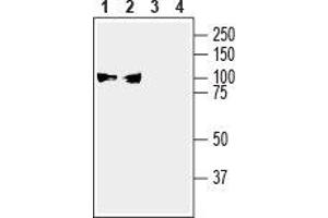 Western Blotting (WB) image for anti-ATPase, Na+/K+ Transporting, alpha 3 Polypeptide (ATP1A3) (AA 3-15), (Intracellular) antibody (ABIN7042962)