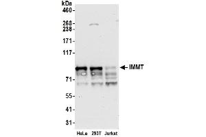 Western Blotting (WB) image for anti-Inner Membrane Protein, Mitochondrial (IMMT) (AA 708-758) antibody (ABIN7449889)