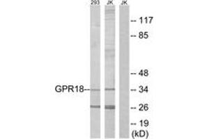 Western blot analysis of extracts from 293/Jurkat cells, using GPR18 Antibody.