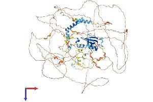 Ataxin 2-Like Protein (ATXN2L) (AA 1-1049) (His tag)