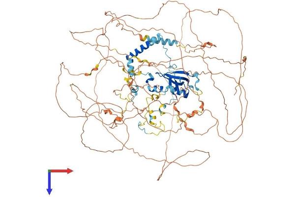 Ataxin 2-Like Protein (ATXN2L) (AA 1-1049) (His tag)
