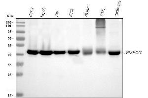 Western blot analysis of PMPCB using anti-PMPCB antibody (ABIN7600757). (PMPCB 抗体  (AA 23-479))