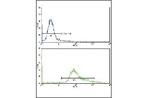 Flow cytometric analysis of hela cells using GS Antibody (Center)(bottom histogram) coared to a negative control cell (top histogram)FITC-conjugated goat-anti-rabbit secondary antibodies were used for the analysis. (GMP Synthase 抗体  (AA 296-325))