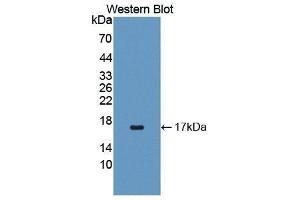 Western Blotting (WB) image for anti-Interleukin 4 (IL4) (AA 24-132) antibody (ABIN3209437) (IL-4 抗体  (AA 24-132))