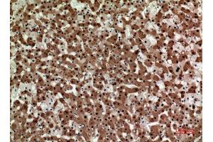 Immunohistochemistry (IHC) analysis of paraffin-embedded Human Liver, antibody was diluted at 1:100. (STX1A 抗体  (Internal Region))
