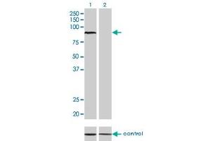 Western Blotting (WB) image for anti-Aryl Hydrocarbon Receptor Nuclear Translocator (ARNT) (AA 1-110) antibody (ABIN559953)