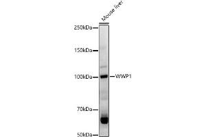Western blot analysis of extracts of Mouse liver, using WWP1 antibody (ABIN7271394) at 1:1000 dilution. (WWP1 抗体  (AA 1-260))