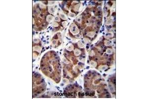 SH2D4B Antibody (C-term) (ABIN655845 and ABIN2845257) immunohistochemistry analysis in formalin fixed and paraffin embedded human stomach tissue followed by peroxidase conjugation of the secondary antibody and DAB staining. (SH2D4B 抗体  (C-Term))