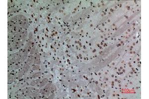Immunohistochemistry (IHC) analysis of paraffin-embedded Mouse Brain, antibody was diluted at 1:100. (Lamin B1 抗体  (Internal Region))