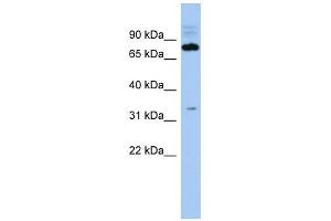 C14ORF44 antibody used at 1 ug/ml to detect target protein. (FAM161B 抗体  (Middle Region))