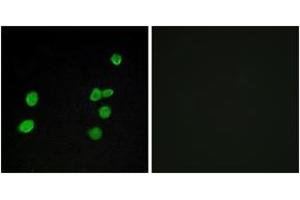 Immunofluorescence (IF) image for anti-Mitogen-Activated Protein Kinase 6 (MAPK6) (AA 461-510) antibody (ABIN1533932)