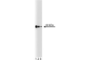Western Blotting (WB) image for anti-Non-POU Domain Containing, Octamer-Binding (NONO) (AA 368-471) antibody (ABIN968451) (NONO 抗体  (AA 368-471))