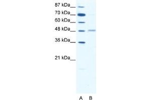 Western Blotting (WB) image for anti-gamma-aminobutyric Acid (GABA) A Receptor, alpha 2 (GABRA2) (Middle Region) antibody (ABIN2792259)