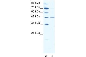 WB Suggested Anti-GABRA2 Antibody Titration:  1. (GABRA2 抗体  (Middle Region))