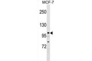 Western Blotting (WB) image for anti-Nuclear Receptor Interacting Protein 1 (NRIP1) antibody (ABIN2999856)