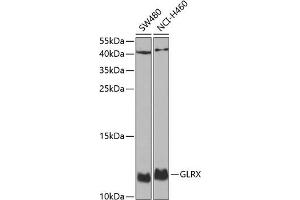 Western blot analysis of extracts of various cell lines, using GLRX antibody (ABIN6127980, ABIN6141147, ABIN6141149 and ABIN6220940) at 1:1000 dilution. (Glutaredoxin 1 抗体  (AA 1-106))