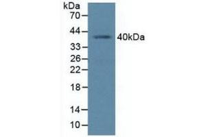 Detection of PCGF4 in Human K562 Cells using Polyclonal Antibody to Polycomb Group Ring Finger Protein 4 (PCGF4) (BMI1 抗体  (AA 152-289))