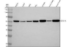 Western blot analysis of ADRA1A using anti-ADRA1A antibody (ABIN7603917).