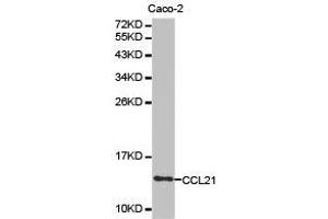 Western Blotting (WB) image for anti-Chemokine (C-C Motif) Ligand 21 (CCL21) antibody (ABIN1871514) (CCL21 抗体)