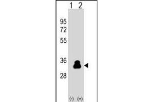 Western blot analysis of KLK4 (arrow) using rabbit polyclonal KLK4 Antibody  (ABIN390304 and ABIN2840739). (Kallikrein 4 抗体  (AA 85-115))