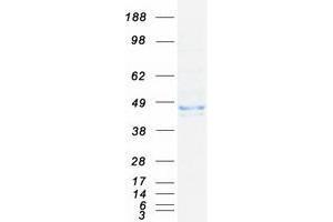 Validation with Western Blot