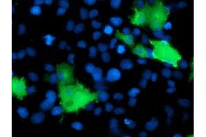 Anti-DOK2 mouse monoclonal antibody (ABIN2454889) immunofluorescent staining of COS7 cells transiently transfected by pCMV6-ENTRY DOK2 (RC207621). (DOK2 抗体)