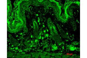 Immunohistochemistry analysis using Mouse Anti-PSD95 Monoclonal Antibody, Clone 7E3 . (DLG4 抗体  (APC))