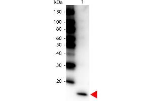 Western Blot of Peroxidase conjugated Rabbit anti-IL-17F Antibody.