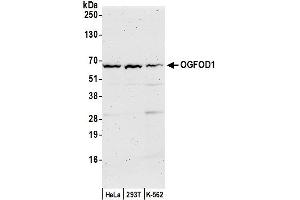 anti-2-Oxoglutarate and Iron-Dependent Oxygenase Domain Containing 1 (OGFOD1) (AA 400-450) antibody