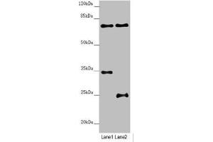 NEDD1 anticorps  (AA 411-660)