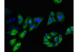 Immunofluorescence (IF) image for anti-Ninjurin 1 (NINJ1) (AA 1-80) antibody (ABIN7161610)