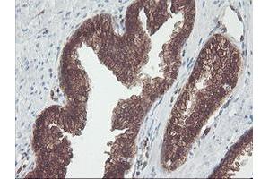 Image no. 2 for anti-CNDP Dipeptidase 2 (Metallopeptidase M20 Family) (CNDP2) antibody (ABIN1497548) (CNDP2 抗体)