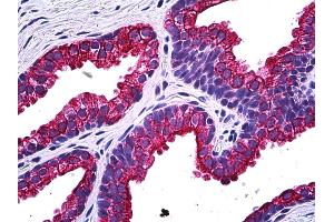 Anti-NPR2 antibody IHC of human prostate. (NPR2 抗体  (AA 131-231))