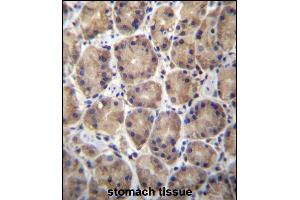 RPL27 Antibody (C-term) (ABIN657050 and ABIN2846217) immunohistochemistry analysis in formalin fixed and paraffin embedded human stomach tissue followed by peroxidase conjugation of the secondary antibody and DAB staining. (RPL27 抗体  (C-Term))