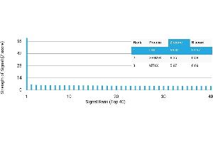 Protein Array (PAr) image for anti-Dopa Decarboxylase (Aromatic L-Amino Acid Decarboxylase) (DDC) antibody (ABIN7456254) (DDC 抗体)