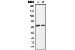 Western blot analysis of AMPK alpha 1/2 (pT183/172) expression in Jurkat Adriamycin-treated (A), K562 Adriamycin-treated (B) whole cell lysates. (PRKAA1/PRKAA2 抗体  (pSer172, pSer183))