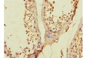 Immunohistochemistry of paraffin-embedded human testis tissue using ABIN7166584 at dilution of 1:100 (SLC36A3 抗体  (AA 1-46))