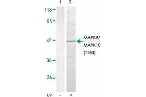 Western blot analysis of extracts from 293T cells using MAPK9/MAPK10 (phospho T183) polyclonal antibody . (JNK2 抗体  (pThr183))