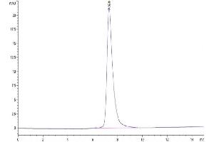 The purity of Mouse CLEC14A is greater than 95 % as determined by SEC-HPLC. (CLEC14A Protein (AA 22-386) (His tag))