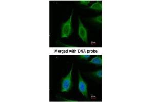 Immunofluorescence (IF) image for anti-Pyrophosphatase (Inorganic) 1 (PPA1) antibody (ABIN2856784)