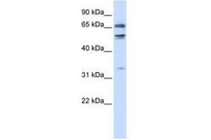 Image no. 1 for anti-Mediator Complex Subunit 26 (MED26) (N-Term) antibody (ABIN6742775) (MED26 抗体  (N-Term))