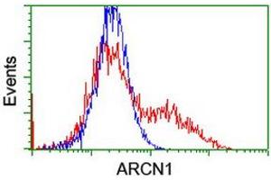 HEK293T cells transfected with either RC210778 overexpress plasmid (Red) or empty vector control plasmid (Blue) were immunostained by anti-ARCN1 antibody (ABIN2455570), and then analyzed by flow cytometry. (ARCN1 抗体)