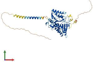Protein Structure (PS) image for Phospholipase D Family, Member 5 (PLD5) (AA 1-536) protein (His tag) (ABIN7550807)
