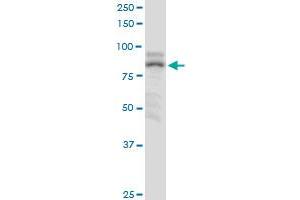 ZNF624 MaxPab polyclonal antibody. (ZNF624 抗体  (AA 1-739))