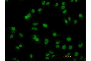 Image no. 3 for anti-ADP-Ribosylation-Like Factor 6 Interacting Protein 4 (ARL6IP4) (AA 261-361) antibody (ABIN466208) (ARL6IP4 抗体  (AA 261-361))