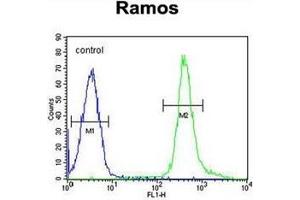 Flow cytometric analysis of Ramos cells using PNLDC1 Antibody (C-term) Cat. (PNLDC1 抗体  (C-Term))