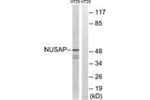 Western Blotting (WB) image for anti-Nucleolar and Spindle Associated Protein 1 (NUSAP1) (AA 392-441) antibody (ABIN2890477) (NUSAP1 抗体  (AA 392-441))