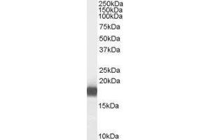 Western Blotting (WB) image for Phospholipase A2, Group IB (PLA2G1B) peptide (ABIN370261)